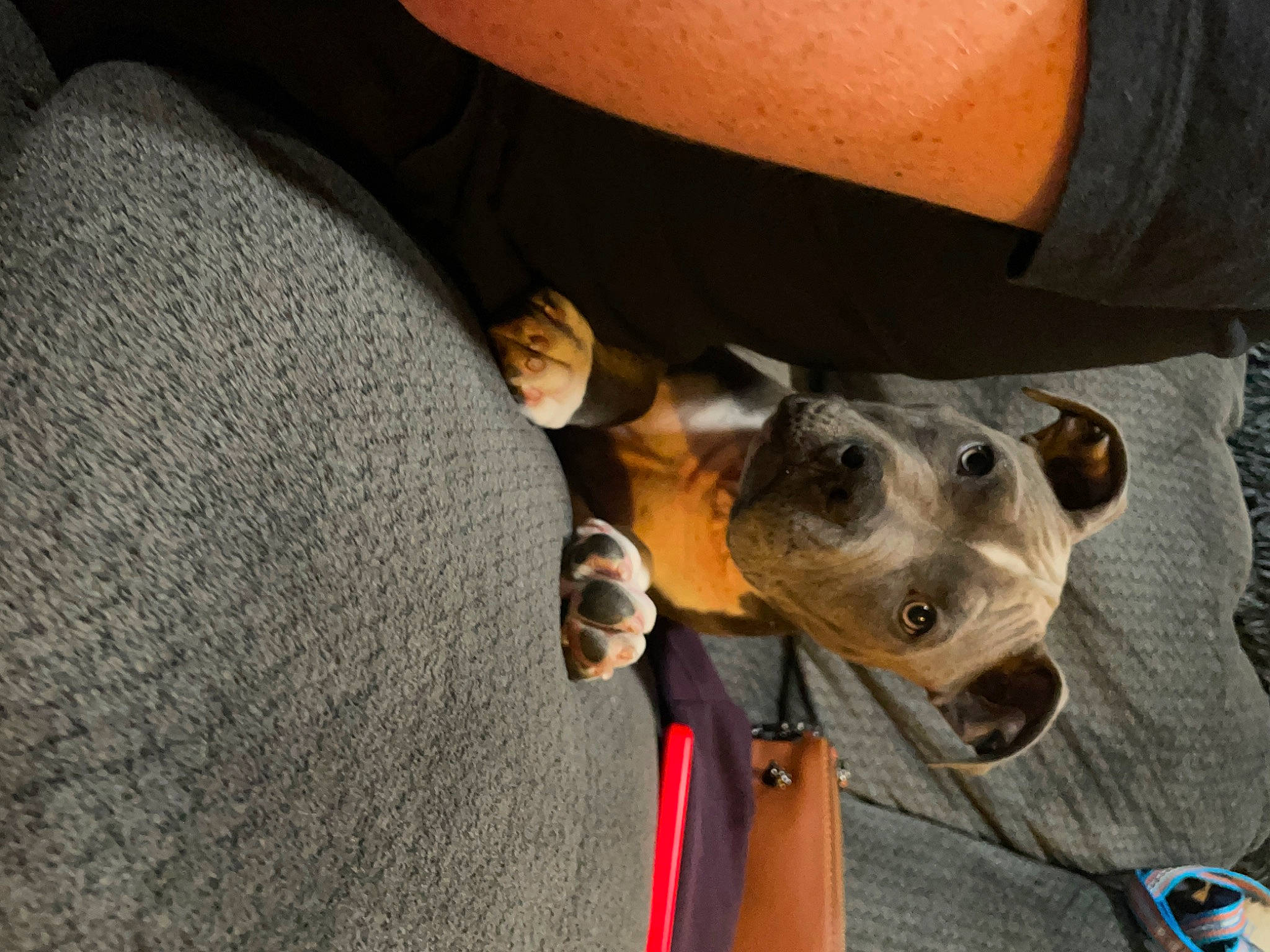 Ace joined the competition — help win amazing prizes! adventure, canidae, carnivore, collar, companion_dog, dog, dog_breed, dog_collar, ear, elbow, fawn, fur, guard_dog, leash, mammal, non_sporting_group, pet_supply, snout, sporting_group, working_animal