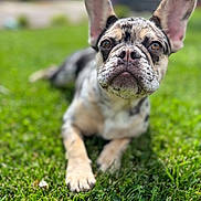 Lucy joined the competition — help win amazing prizes! animal, canine, close_up, cute, daytime, dog, ears, expression, focus, french_bulldog, grass, greenery, laying_down, mammal, nature, outdoor, pet, portrait, summer, sunlight