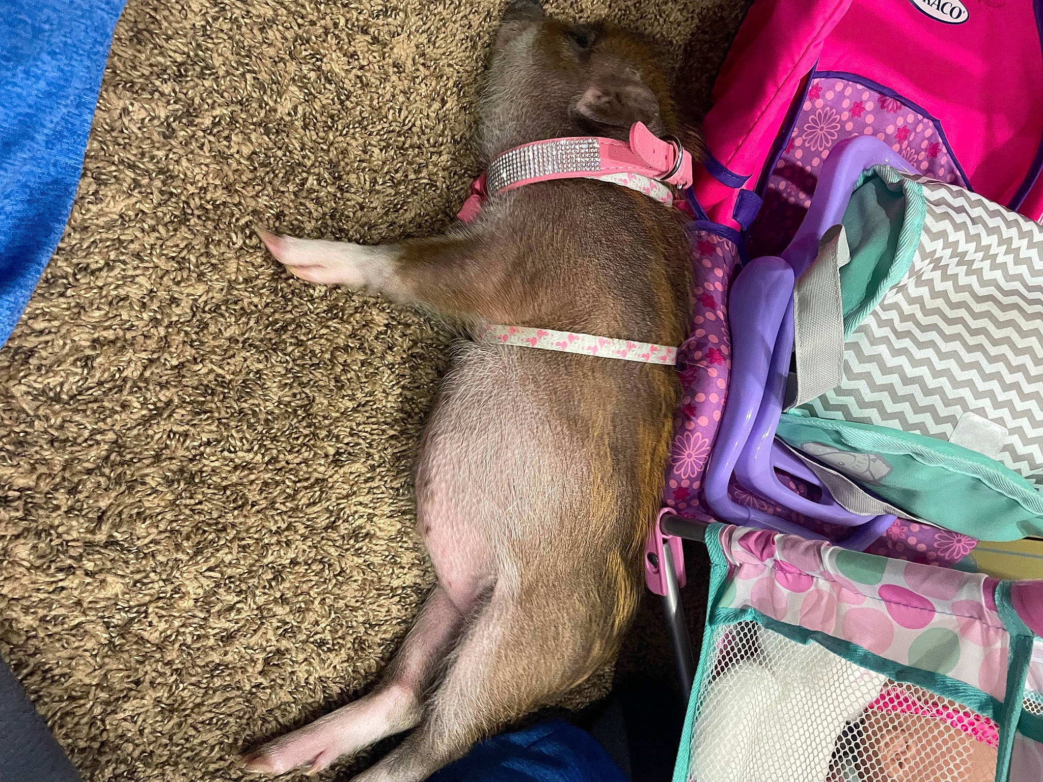 Lucy is registered to the contest to win money with this photo: canidae, carnivore, collar, comfort, companion_dog, dog, dog_breed, dog_collar, dog_supply, electric_blue, fawn, fur, leash, liver, magenta, paw, pet_supply, sporting_group, tail, working_animal