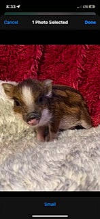 Lucy is registered to the contest to win money with this photo: canidae, carnivore, claw, companion_dog, dog_breed, ear, eye, fawn, felidae, fur, mouse, paw, rodent, snout, terrestrial_animal, whiskers, white_footed_mice, wildlife