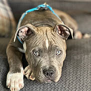 Ace joined the competition — help win amazing prizes! dog, pitbull, lying_down, blue_harness, gray_couch, indoor, pet, canine, close_up, paw, face, ears, focused, cute, domestic_animal, resting, portrait, animal, furniture, relaxed