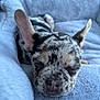 Coco is registered to the contest to win money with this photo: puppy, dog, sleeping, bed, soft, fluffy, close_up, ears, cute, peaceful, pet, animal, resting, young, adorable, spotted, fur, snout, nose, cozy