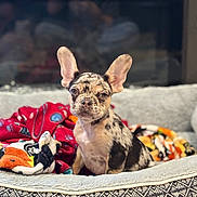 Coco is registered to the contest to win money with this photo: dog, puppy, french_bulldog, merle, ears, dog_bed, blanket, cozy, indoor, pet, animal, cute, small_dog, fur, expression, looking, sitting, colorful, comfort, home