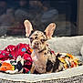 dog, puppy, french_bulldog, merle, ears, dog_bed, blanket, cozy, indoor, pet, animal, cute, small_dog, fur, expression, looking, sitting, colorful, comfort, home