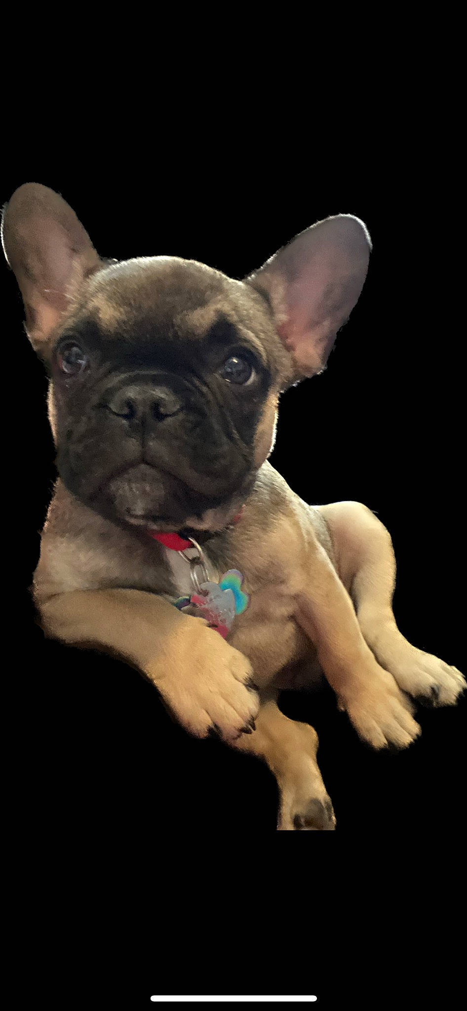 Kairo joined the competition — help win amazing prizes! bulldog, canidae, carnivore, companion_dog, dog, dog_breed, ear, electric_blue, fawn, non_sporting_group, snout, terrestrial_animal, toy_dog, whiskers, working_animal, wrinkle