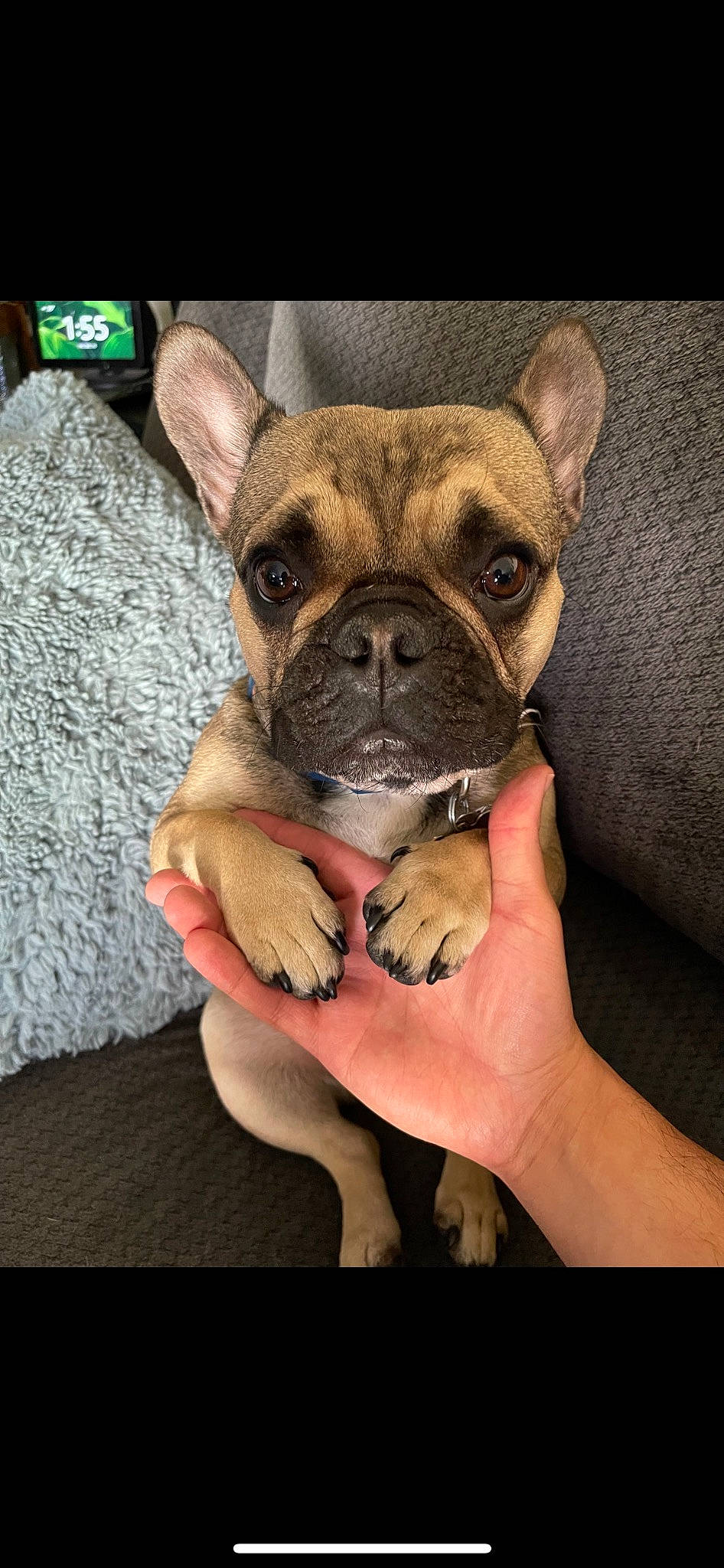 Kairo joined the competition — help win amazing prizes! bulldog, canidae, carnivore, comfort, companion_dog, dog, dog_breed, ear, fawn, french_bulldog, fur, head, nail, snout, sporting_group, terrestrial_animal, toy_dog, whiskers, working_animal, wrinkle