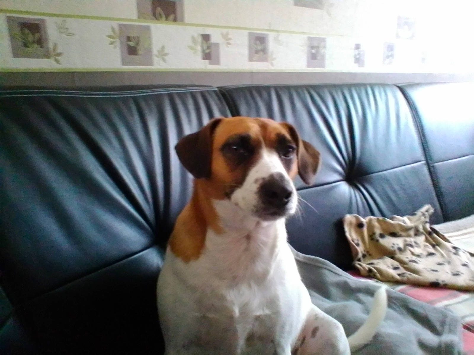 Angie a rejoint le concours — aidez-le/la à gagner de superbes lots ! canidae, carnivore, comfort, companion_dog, couch, dog, dog_breed, fawn, floor, flooring, hardwood, linens, paw, picture_frame, room, snout, sporting_group, tail, wood, working_animal