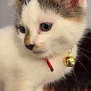 Balou a rejoint le concours — aidez-le/la à gagner de superbes lots ! cat, kitten, animal, pet, white_fur, tabby, blue_eyes, bell, collar, whiskers, ears, face, close_up, portrait, cuddling, indoors, human_hand, soft_fur, cute, companion
