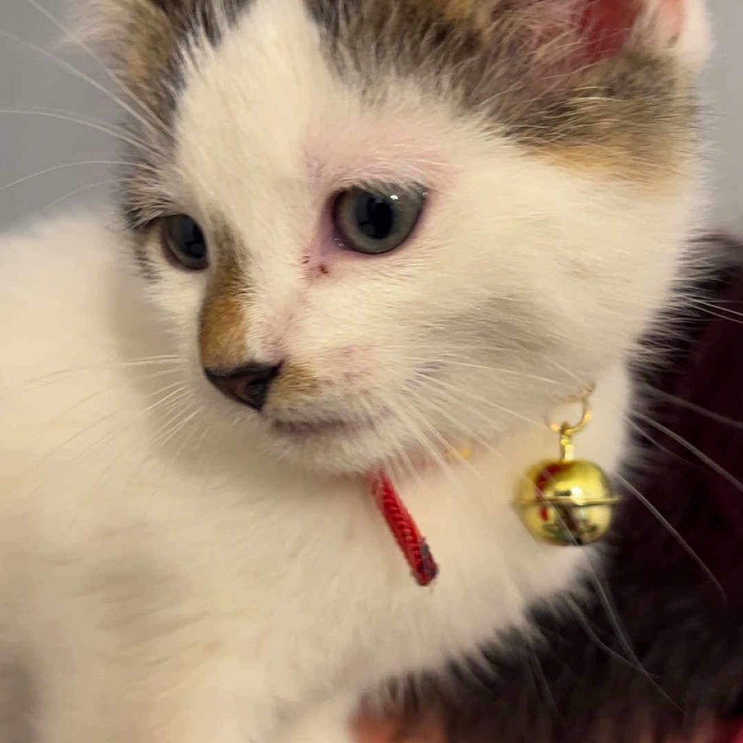 Balou a rejoint le concours — aidez-le/la à gagner de superbes lots ! cat, kitten, animal, pet, white_fur, tabby, blue_eyes, bell, collar, whiskers, ears, face, close_up, portrait, cuddling, indoors, human_hand, soft_fur, cute, companion