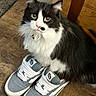 cat, black_and_white, sneakers, shoes, floor, wooden_floor, indoor, pet, fur, whiskers, curious, sitting, looking_up, domestic_animal, footwear, gray, white_laces, cozy, close_up, feline
