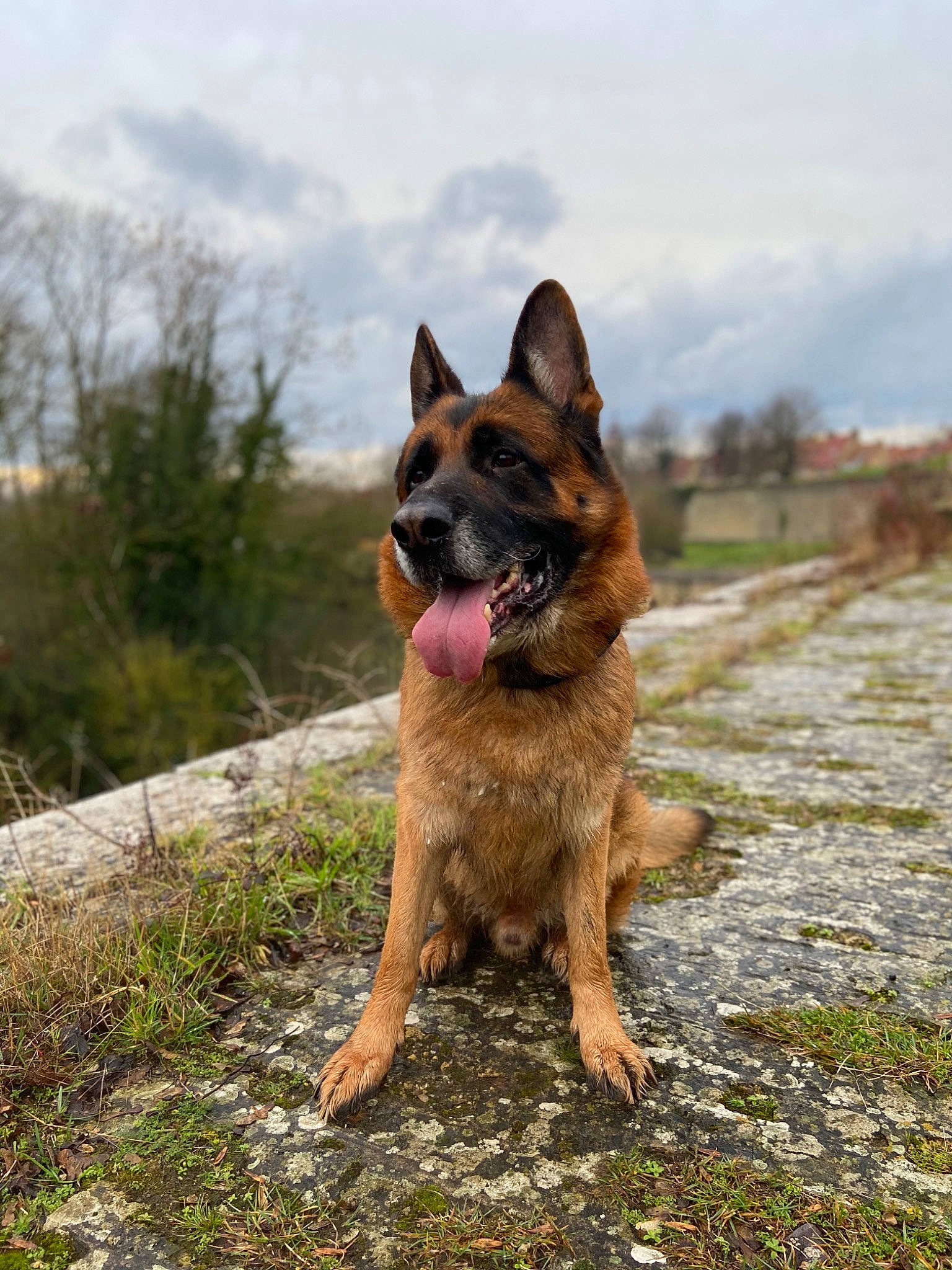 Jagger participe au concours pour gagner de l'argent avec cette photo : australian_cattle_dog, canidae, carnivore, cloud, collar, companion_dog, dog, dog_breed, east_european_shepherd, fawn, german_shepherd_dog, grass, herding_dog, plant, sky, snout, sporting_group, tail, walking, working_animal