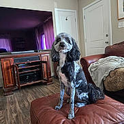 Sasha is registered to the contest to win money with this photo: dog, pet, portrait, sitting, indoors, living_room, leather_ottoman, furniture, couch, blanket, television, entertainment_center, wood_floor, door, home, groomed, black_and_white, long_ears, fluffy, photography