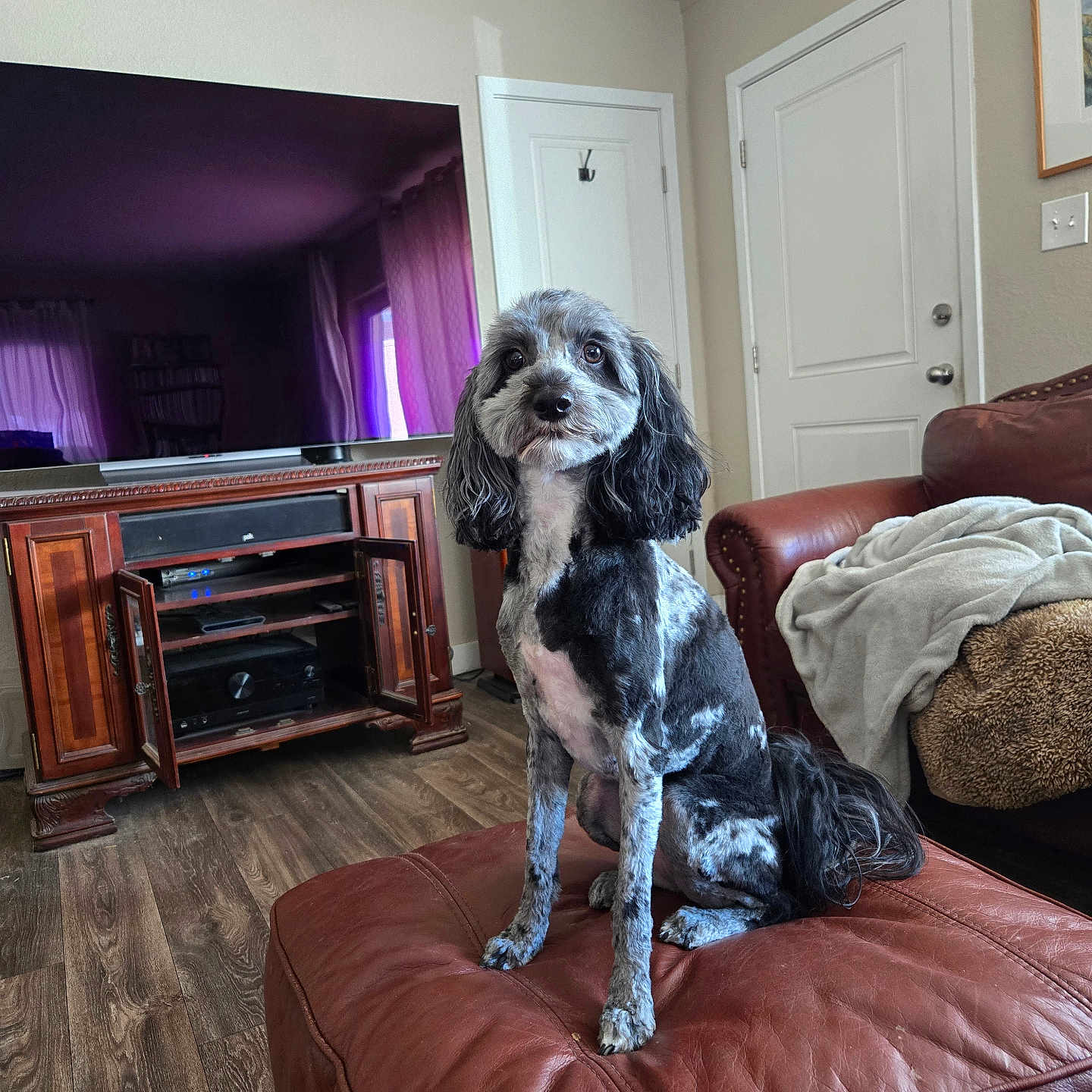Sasha is registered to the contest to win money with this photo: dog, pet, portrait, sitting, indoors, living_room, leather_ottoman, furniture, couch, blanket, television, entertainment_center, wood_floor, door, home, groomed, black_and_white, long_ears, fluffy, photography