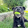 animal, black_dog, canine, close_up, dog, ears, garden, grass, greenery, happy, lawn, nature, outdoor, pet, playful, resting, stone_wall, sunlight, tennis_ball, tongue