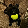 Kodak joined the competition — help win amazing prizes! animal, black_dog, brown_couch, companion, couch, cute, dog, domestic, ears, fur, home, indoor, laying_down, mouth, pet, playing, relaxed, snout, tennis_ball, toy