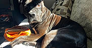 Kodak joined the competition — help win amazing prizes! animal, black_dog, blanket, comfort, couch, cozy, dog, ears, fur, home, indoor, looking, nose, paw, pet, relaxed, resting, shadow, sunlight, toy