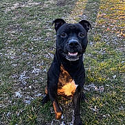 Kodak is registered to the contest to win money with this photo: animal, black_dog, canine, companion, daylight, dog, friendly, grass, happy, nature, outdoor, pet, playful, shadow, sitting, smiling, sunlight, white_patch, wooden_deck, yard