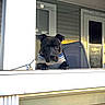 Kodak joined the competition — help win amazing prizes! animal, black_dog, companion, curious, daylight, dog, door, fence, home, house, looking, mammal, outdoor, pet, porch, railing, string_lights, sunlight, sweater, window