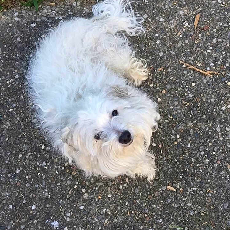 Tiger joined the competition — help win amazing prizes! animal, ball, canine, city, dog, eskimodog, football, pet, poodle, puppy, road, soccer, soccerball, soil, sport, street, terrier, urban, white, whitedog