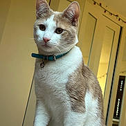 Tommy is registered to the contest to win money with this photo: cat, animal, pet, feline, indoor, collar, bell, white, cream, fur, ears, whiskers, sitting, portrait, domestic, cute, eyes, nose, reflection, bed