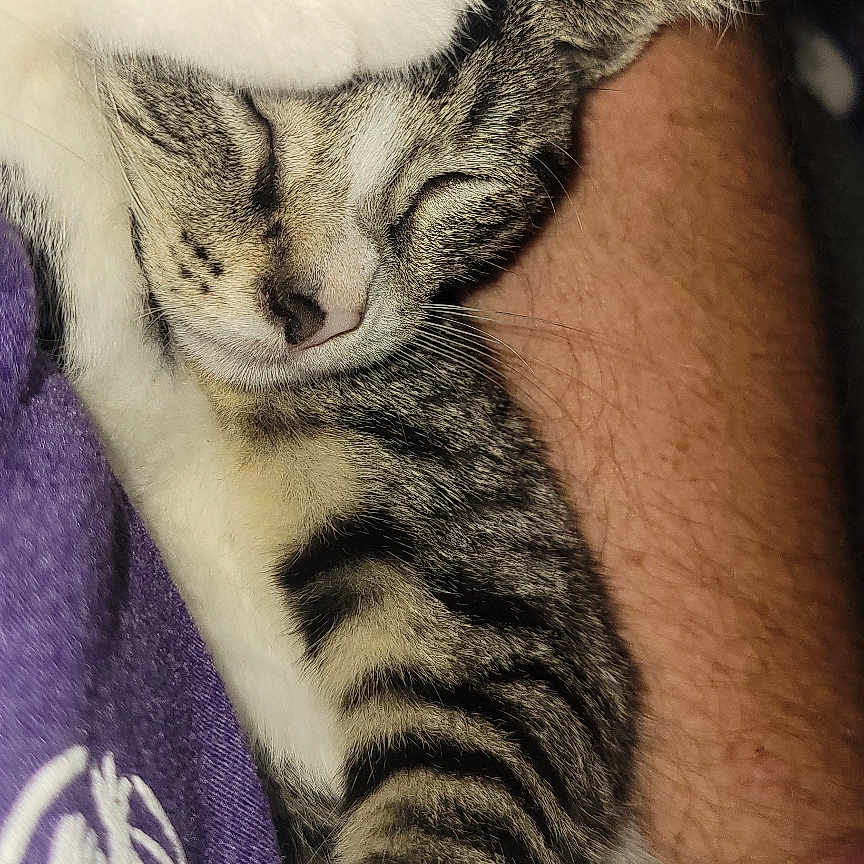 Willow