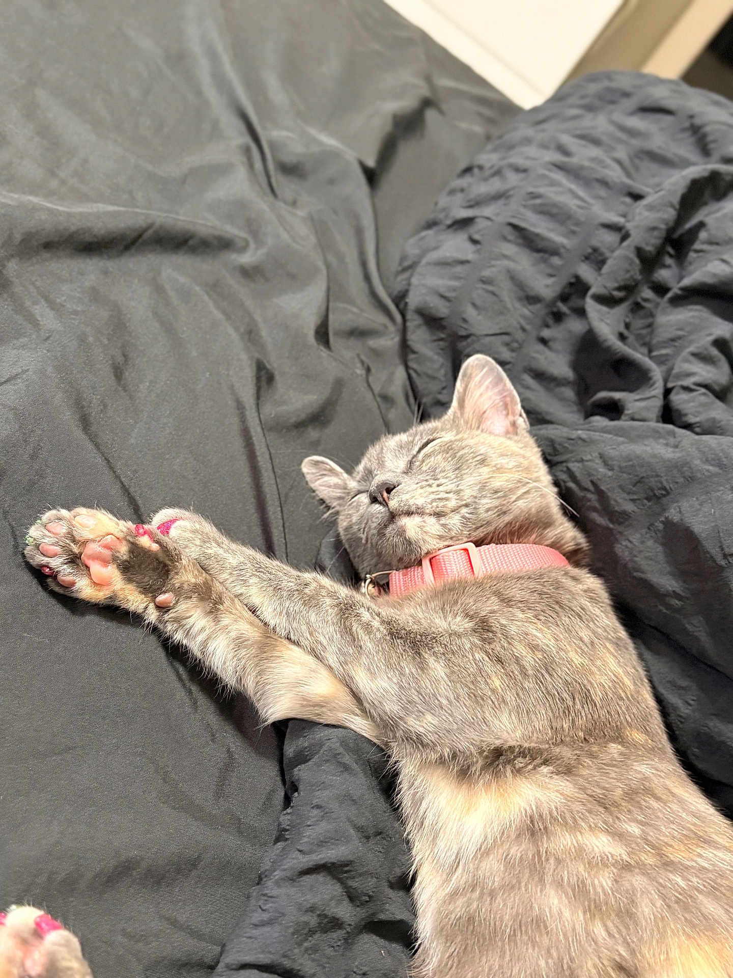 Chichi is registered to the contest to win money with this photo: cat, sleeping, pet, collar, feline, paw, indoor, blanket, black, fur, relaxed, cute, animal, whiskers, resting, domestic, cozy, nap, pink_collar, soft_light