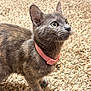 cat, gray_cat, pet, collar, bell, curious, alert, carpet, indoor, feline, whiskers, claws, pink_collar, domestic_animal, cute, fur, animal, small_pet, young_cat, focused