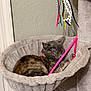 Chichi is registered to the contest to win money with this photo: cat, sleeping, cat_tree, hammock, toy, pink, ribbons, gray, cozy, indoor, pet, feline, fur, relaxing, claw, collar, wall, home, resting, cute