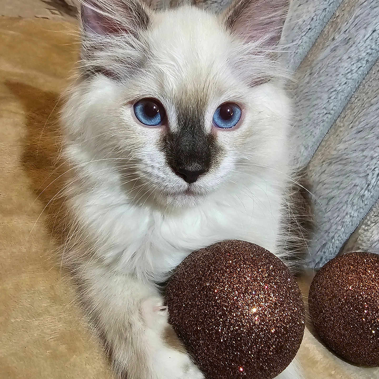 Zylah is registered to the contest to win money with this photo: animal, blue_eyes, cat, closeup, cozy, cute, decor, domestic_animal, feline, fluffy, holiday, indoor, kitten, ornament, paw, pet, resting, soft_texture, sparkly, white_fur