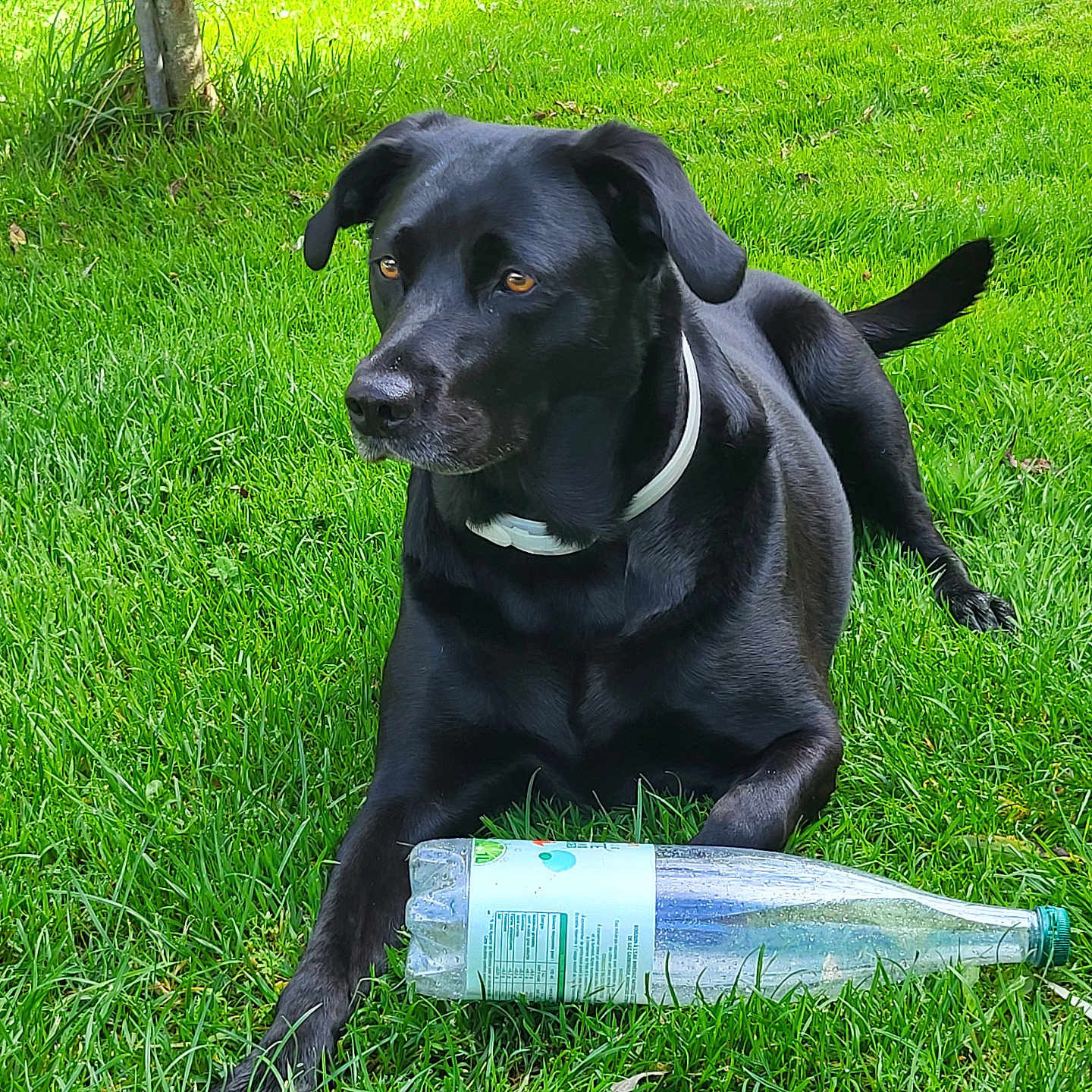 Tokyo participe au concours pour gagner de l'argent avec cette photo : dog, black_dog, grass, outdoor, pet, animal, bottle, greenery, collar, lying_down, nature, sunlight, daylight, mammal, canine, resting, looking_away, playful, summer, garden
