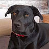 dog, black_dog, pet, indoor, collar, animal, canine, lounge, resting, fur, brown_eyes, brick_wall, furniture, relaxed, companion, domestic_animal, portrait, looking, home, cute