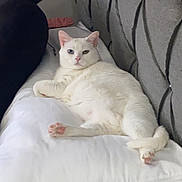 Lina is registered to the contest to win money with this photo: animal, bed, cat, comfort, cozy, cute, domestic_animal, feline, fur, headboard, heterochromia, indoor, looking, lying_down, pet, pillow, pink_paw, relaxed, resting, white_cat