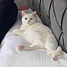 animal, bed, cat, comfort, cozy, cute, domestic_animal, feline, fur, headboard, heterochromia, indoor, looking, lying_down, pet, pillow, pink_paw, relaxed, resting, white_cat