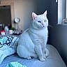 Lina is registered to the contest to win money with this photo: animal, bed, blanket, blue_eye, calm, cat, cozy, cute, domestic_cat, feline, green_eye, heterochromia, household, indoor, pet, portrait, sitting, soft_light, white_cat, window_light
