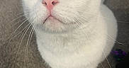 Lina joined the competition — help win amazing prizes! animal, blue_eye, carpet, cat, close_up, cute, domestic_cat, ears, feline, floor, green_eye, heterochromia, indoor, looking_up, pet, pink_nose, tail, toy, whiskers, white_cat