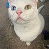 animal, blue_eye, carpet, cat, close_up, cute, domestic_cat, ears, feline, floor, green_eye, heterochromia, indoor, looking_up, pet, pink_nose, tail, toy, whiskers, white_cat