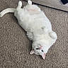 Lina joined the competition — help win amazing prizes! animal, belly_up, carpet, cat, cozy, curious, cute, domestic, drawer, ears, floor, fluffy, furniture, home, indoor, lying_down, open_drawer, pet, relaxed, white_cat