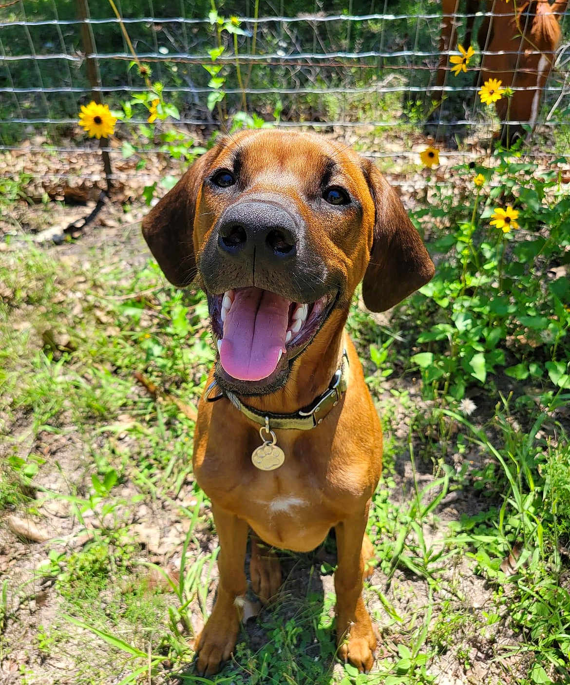 Jake joined the competition — help win amazing prizes! dog, brown_dog, happy_dog, tongue_out, panting, collar, dog_tag, sitting, outdoors, fence, wildflowers, yellow_flowers, grass, sunlight, portrait, close_up, canine, paws, snout, smile