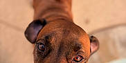 Jake is registered to the contest to win money with this photo: dog, brown_dog, pet, close_up, portrait, eyes, nose, snout, ears, fur, shallow_depth_of_field, bokeh, outdoor, pavement, looking_up, curious, adorable, domestic_animal, animal_portrait, canine
