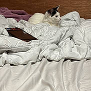 Moon joined the competition — help win amazing prizes! bedding, bedroom, black_and_white_cat, cat, cozy, curled_up, electronics, fur, game_console_controller, gaming_console, indoor, pet, purple_blanket, resting, sleeping_area, soft_texture, white_comforter, white_sheet, wood_headboard, wooden_wall