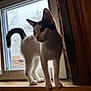 Moon is registered to the contest to win money with this photo: animal, backlight, cat, curious, glass, indoor, kitten, paws, pet, portrait, roof, silhouette, tail, trees, whiskers, window, windowsill, winter, wood, wooden_sill