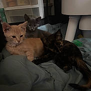 Lavender joined the competition — help win amazing prizes! animal, bedding, blanket, cat, cozy, cuddling, curtain, fur, furniture, grey_kitten, indoor, kitten, kittens, low_light, mesh_screen, orange_kitten, pet, snuggling, tortoiseshell_kitten, toy_spring