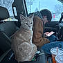 Fern joined the competition — help win amazing prizes! cat, kitten, orange_cat, vehicle_interior, car, person, boy, smartphone, keys, cup, drink, winter, snow, window, seat, leather_seat, center_console, dashboard, looking_at_camera, pet