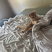 Fern is registered to the contest to win money with this photo: cat, kitten, orange_cat, tabby, bed, sheets, blanket, comforter, paw, tail, feline, pet, indoor, bedroom, wall, rumpled_sheets, playing, curious, fur, sleepy