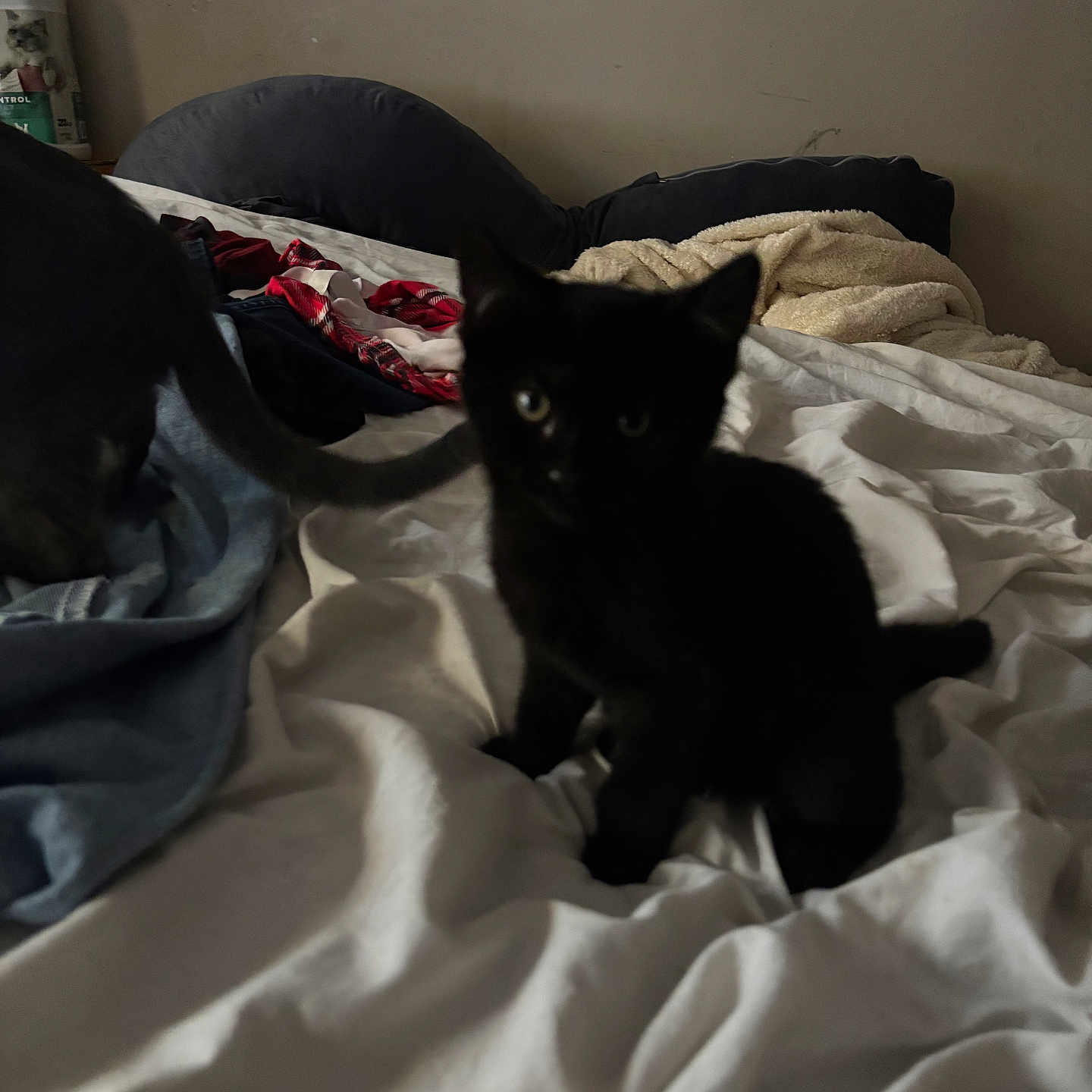 Luna joined the competition — help win amazing prizes! bed, bedding, bedroom, black_cat, blanket, cat, dim_lighting, fabric, fur, indoor, kitten, low_light, pet, pile_of_clothes, pillow, playful, resting, sheets, soft, tail