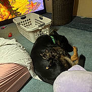 Tulip is registered to the contest to win money with this photo: basket, black_dog, blanket, carpet, cat, collar, cozy, cuddling, cute, dog, floor, laundry_basket, pet, pillow, plush_pillow, room_interior, sleeping, snuggling, tortoiseshell_cat, tv_screen