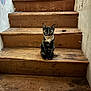 Tulip is registered to the contest to win money with this photo: big_eyes, cat, cozy, hole, home_interior, indoor, kitten, paws, portrait, rustic, scribbles, sitting, stairs, stare, tortoiseshell_cat, wall, wallpaper, wood_texture, wooden_stairs, worn_steps