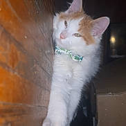 Pumpkin is registered to the contest to win money with this photo: bow_tie, cardboard_box, cat, closeup, collar, cozy, ears, feline, fluffy, indoor, kitten, low_light, orange_and_white, paw, pet, portrait, sleepy, stretching, whiskers, wooden_floor