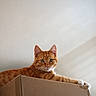 Mynö participe au concours pour gagner de l'argent avec cette photo : cat, orange_tabby, cardboard_box, pet, feline, indoor, animal, cute, relaxed, looking_at_camera, whiskers, ears, fur, paws, domestic_cat, portrait, home, resting, alert, curious