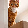 Mynö participe au concours pour gagner de l'argent avec cette photo : cat, ginger_cat, orange_fur, white_chest, curious, indoor, cardboard_box, peeking, pet, feline, animal, whiskers, ears, portrait, looking, cute, young_cat, soft_light, domestic_cat, closeup